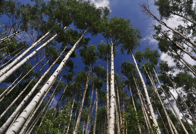 a stand of aspen trees